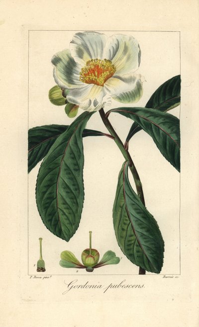 Franklin-træ, Franklinia alatamaha, hjemmehørende i Amerika, uddød i naturen. Håndkoloreret stik på kobber af Barrois efter en botanisk illustration af Pancrace Bessa fra Mordant de Launays "Herbier General de l