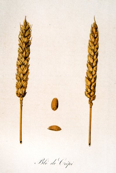Fransk 1800-tals illustration af majskolber af Unbekannter Künstler