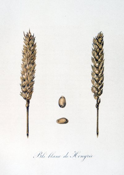 Fransk 1800-tals illustration af majskolber af Unbekannter Künstler