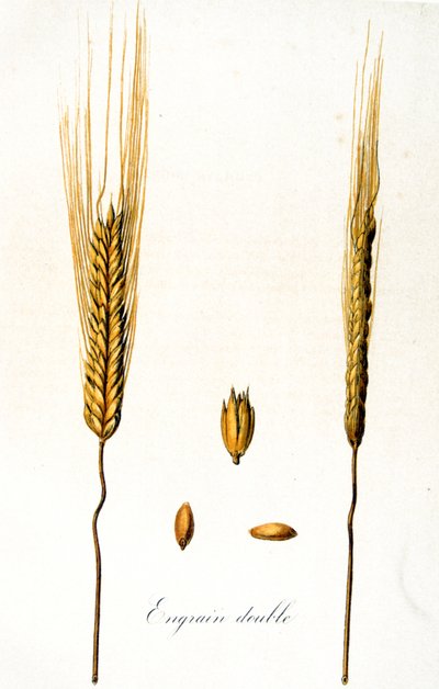 Fransk 1800-tals illustration af majskolber af Unbekannter Künstler