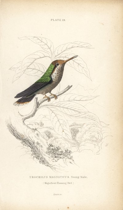 Frynset kokette, Lophornis magnificus, ung han (Magnificent hummingbird, Trochilus magnificus). Håndkoloreret stålstik af William Lizars fra Sir William Jardine
