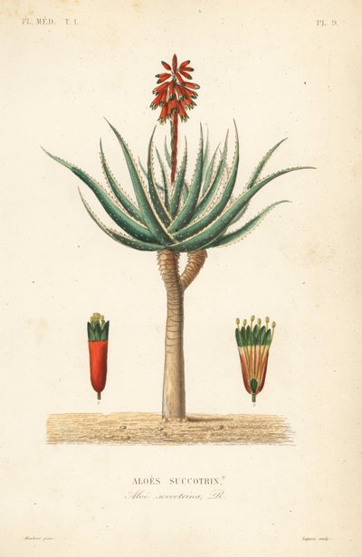 Fynbos aloe, Aloe succotrina, Aloe succotrin af Unbekannt