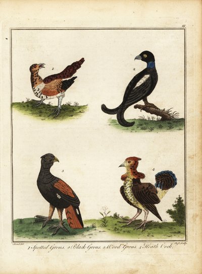 Fuglevildt: plettet rype, orrfugl, skovrype, hede coc 1792 (gravering) af Unbekannter Künstler