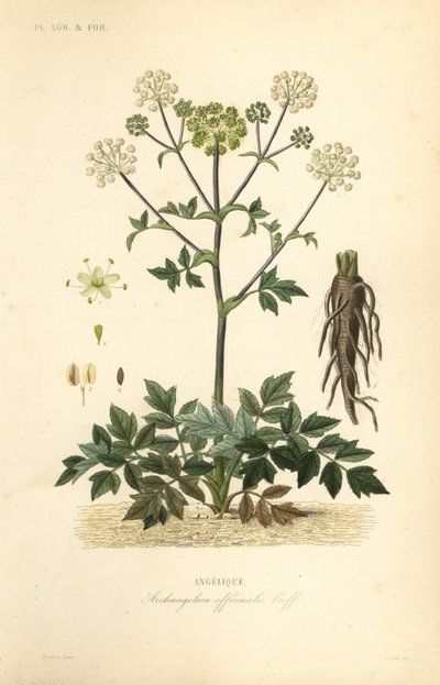 Havekven eller vildselleri, Angelica archangelica, Archangelica officinalis, Angelique af Unbekannt