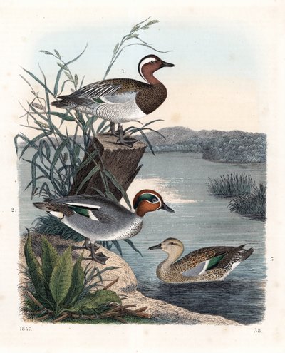 Garganay - sommerkrikand - Anas querquedula 1, og almindelig krikand - vinterkrikand - Anas crecca, han 2, og hun 3. Håndkoloreret litografi fra Carl Hoffmanns bog om verden, Stuttgart. af Unbekannter Künstler