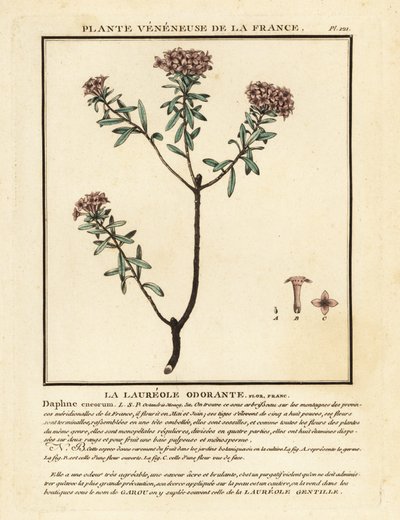 Guirlandeblomst, Daphne cneorum. af Unbekannter Künstler