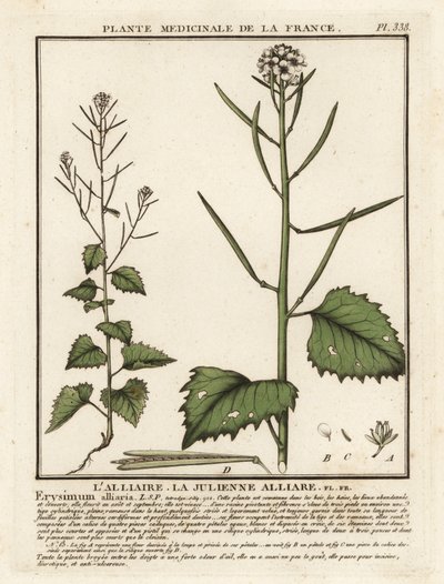 Hvidløgssennep, Alliaria petiolata. af Unbekannter Künstler