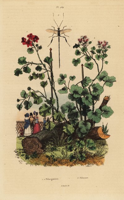 Geranium arter, Pelargonium daveyanum 1 og Pelargonium macranthon 2 af Unbekannt