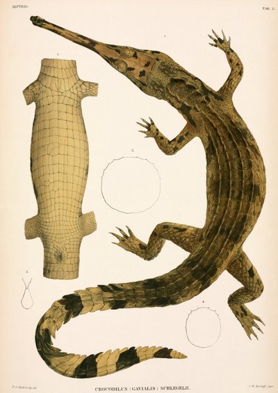 Gharial, Indonesien af Unbekannter Künstler