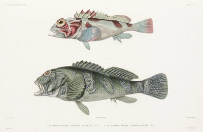 Kæmpe høgefisk og skorpionfisk af Unbekannter Künstler