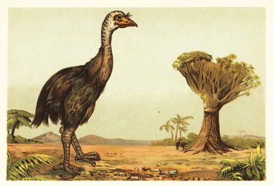 Kæmpe moa- og dragetræ.1908 (litografi) af Unbekannter Künstler