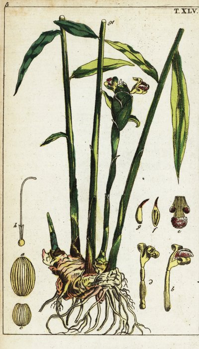 Ingefærplante og rod, Zingiber officinale. af Unbekannter Künstler