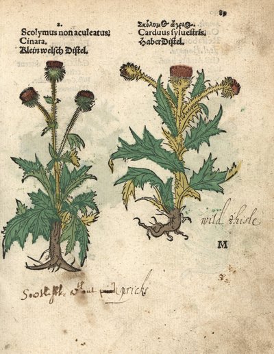 Artiskok, Cynara cardunculus var. scolymus, og vild tidsel, Carduus sylvestris. Håndkoloreret træsnit af en botanisk illustration fra Adam Lonicers Krauterbuch, or Herbal, Frankfurt af Unbekannter Künstler