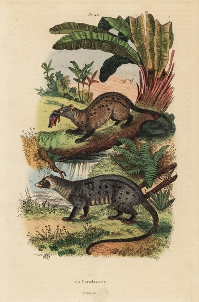 Guldpalmecivet, Paradoxurus zeylonensis 1 og asiatisk palmecivet, Paradoxurus hermaphroditus 2 af Unbekannt