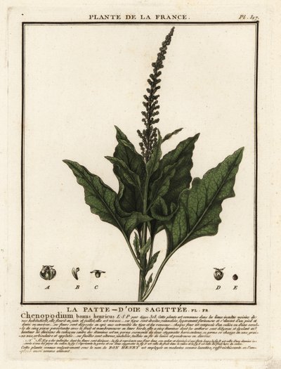 God-konge-Henry, Chenopodium bonus-henricus. af Unbekannter Künstler