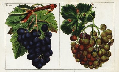 Druesorter, Vitis vinifera. af Unbekannter Künstler