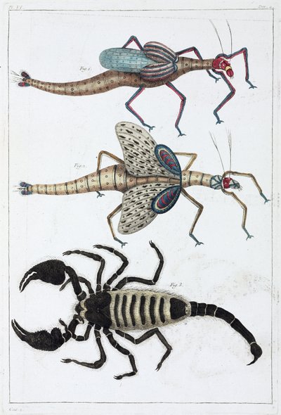 Græshopper og skorpion af Unbekannt