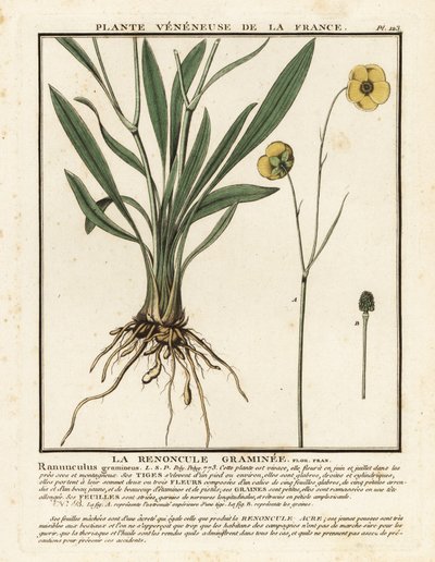 Græsklædt ranunkel, Ranunculus gramineus. af Unbekannter Künstler