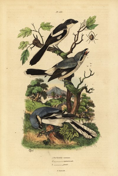 Stor tobbe, Lanius excubitor, grårygget fiskal, Lanius excubitoroides og fiskal tobbe, Lanius collaris Pie Grieche almindelig, nordlig, fiskal af Unbekannt