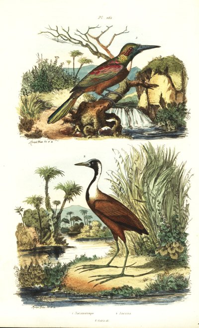 Stor jacamar, Jacamerops aureus og nordlig jacana, Jacana spinosa af Unbekannt
