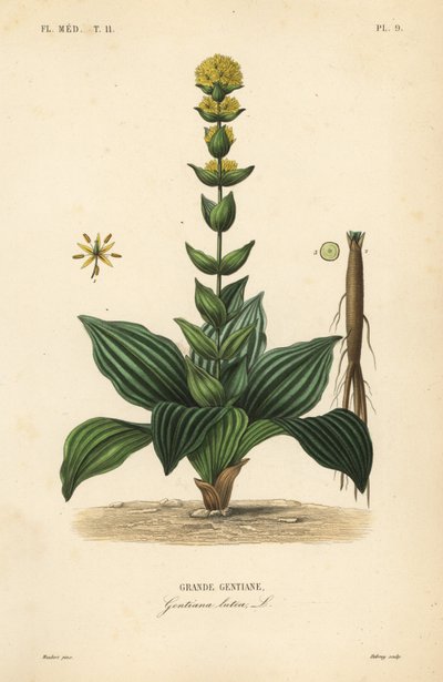 Stor gul ensian, Gentiana lutea, Grande gentiane af Unbekannt