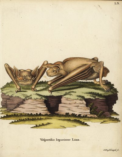 Stor bulldog-flagermus, Noctilio leporinus. Vespertilio leporinus Linn. Håndkoloreret kobberstik af Johann Nussbiegel fra Johann Christian Daniel Schreber