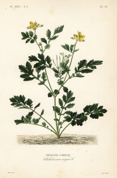 Småsvale, Chelidonium majus, Chelidoine af Unbekannt