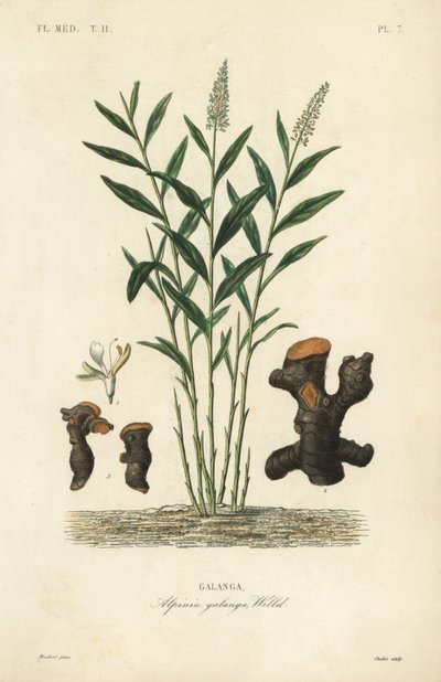 Større galangal eller thailandsk galangal, Alpinia galanga, Galanga af Unbekannt