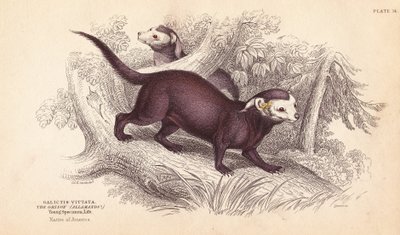 Stor grison, Gallictis vittata. Håndkoloreret stålstik af Lizars efter en illustration af Charles Hamilton Smith fra William Jardine