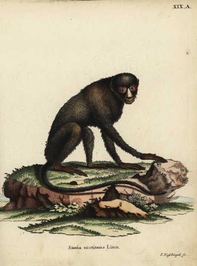 Stor pletnæseabe eller putty-nosed abe. Cercopithecus nictitans. Simia Nictitans Linn. Håndkoloreret kobberstik af Johann Nussbiegel fra Johann Christian Daniel Schrebers Animal Illustrations after Nature, eller Schrebers Fantastic Anima. af Unbekannter Künstler