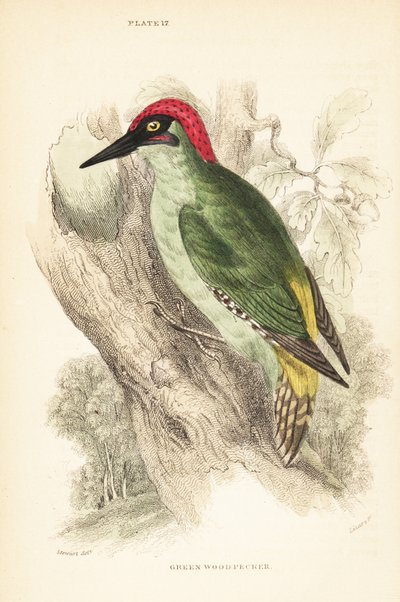 Grøn spætte., Picus viridis, siddende på et træ.1889 (gravering) af Unbekannter Künstler
