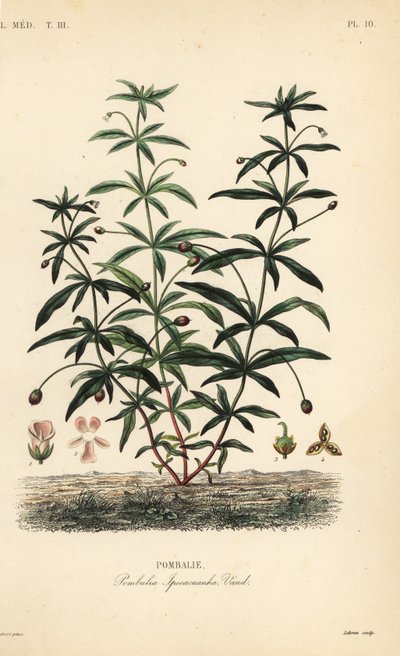 Grønviolet eller pukkelblomst, Hybanthus calceolaria, Pombalia ipecacuanha, Pombali af Unbekannt