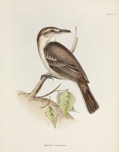 Gråbuget tobbetyrann, c 1832-1836 af Unbekannt