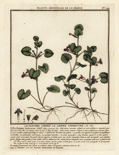 Jordvedbend, Glechoma hederacea. af Unbekannter Künstler