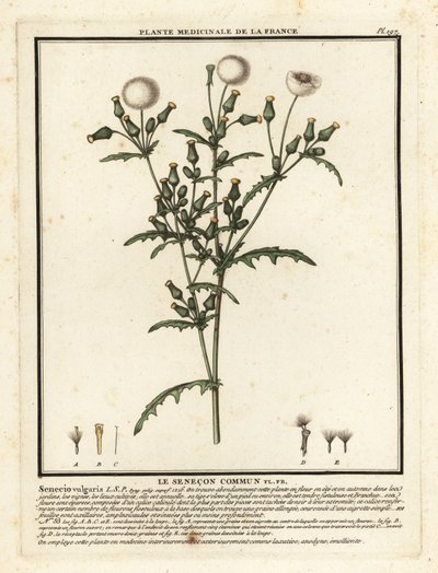 Groundsel, Senecio vulgaris. af Unbekannter Künstler