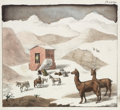 Guanacos, Hulernes Dal, Andesbjergene, Chile af Unbekannter Künstler