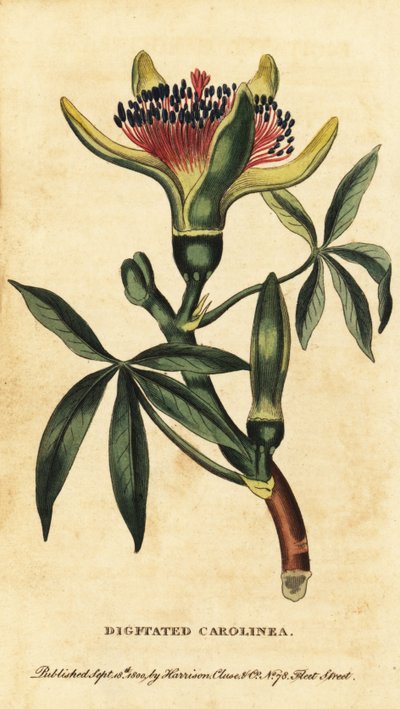 Guiana kastanje, Pachira aquatica. ,1800 (gravering) af Unbekannter Künstler