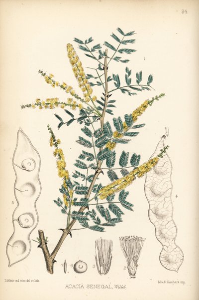 Arabisk gummi, verek eller hashab gummi, Acacia senegal. Håndkoloreret litografi af Hanhart efter en botanisk illustration af David Blair fra Robert Bentley og Henry Trimen