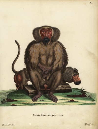 Hamadryas-bavian, Papio hamadryas. Simia hamadryas Linn. Håndkoloreret kobberstik af Tyroff efter en illustration af George Edwards fra Johann Christian Daniel Schreber