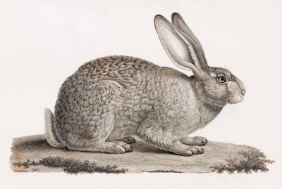 Hare fra Egypten af Unbekannt