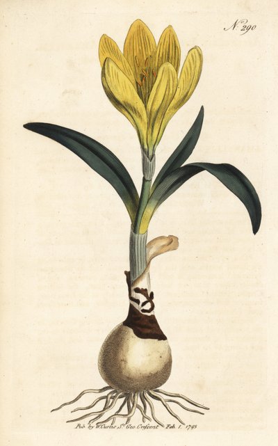 Høstmaskine - Efterårspåskelilje, Sternbergia lutea (Gul amaryllis, Amaryllis lutea) - Håndkoloreret kobberstik fra William Curtis