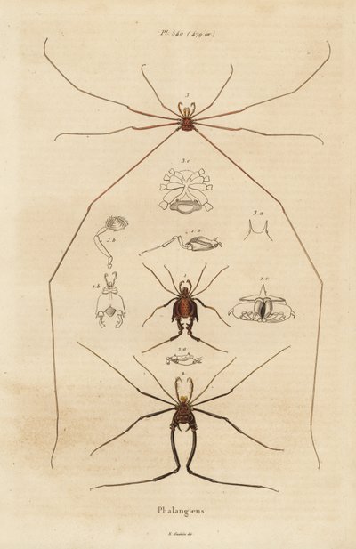 Høstmænd, mejetærskere eller daddy longlegs, Opiliones-arter af Unbekannt