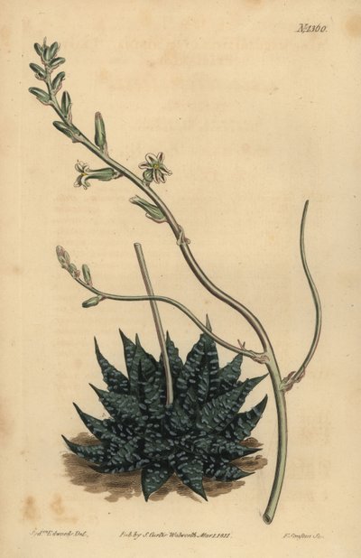 Haworthia minor eller Tulista minima (Mindste perle aloe, Aloe margaritifera minima) af Unbekannt