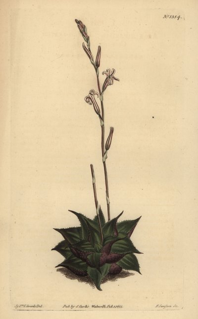 Haworthia mirabilis (rubladede pude aloe, Aloe mirabilis) af Unbekannt