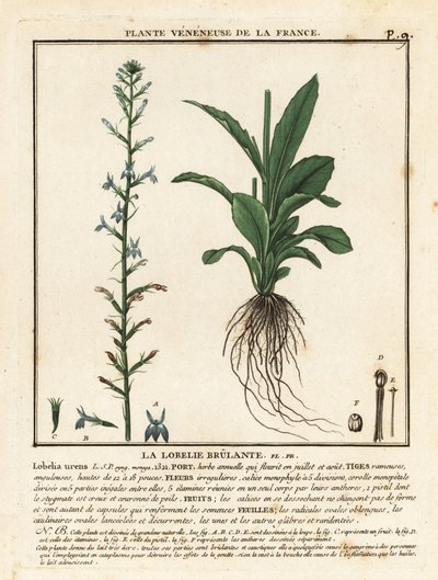 Hede lobelia, Lobelia urens. af Unbekannter Künstler