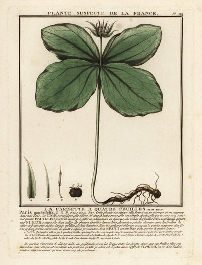 Herb-paris, Paris quadrifolia. af Unbekannter Künstler