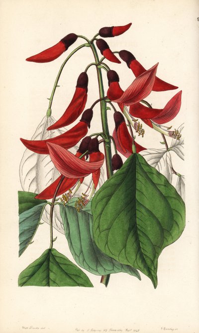 Urteagtig eller Carolina erythrine - Mr. Bidwell