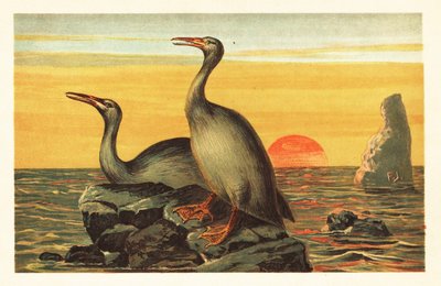 Hesperornis regalis, uddød skarvlignende fugl.1908 (litografi) af Unbekannter Künstler