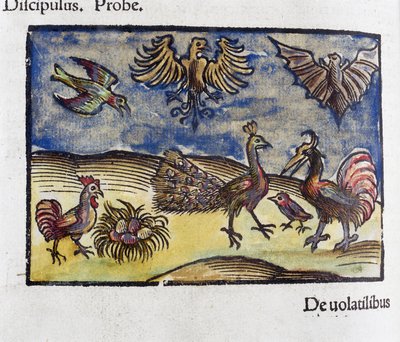 Naturhistorie, 1500-tallets zoologi: fugle og flagermus af Unbekannt