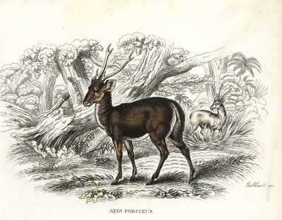 Svinehjort, Axis porcinus, udryddelsestruet. Håndkoloreret litografi af Gebhart fra Georg Friedrich Treitschkes naturhistoriske galleri, Naturhistorischer Bildersaal des Thierreiches, Liepzig-1842. af Unbekannter Künstler